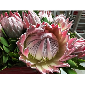 Protea Cynaroides Pink