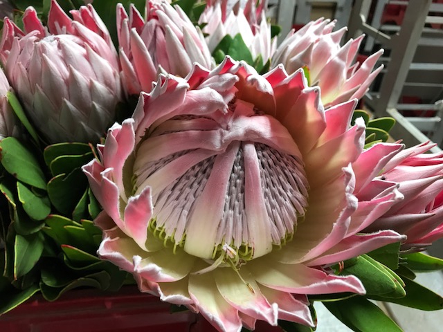 Protea Cynaroides Pink