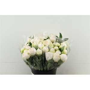 Paeo L Brother Chuck 45cm