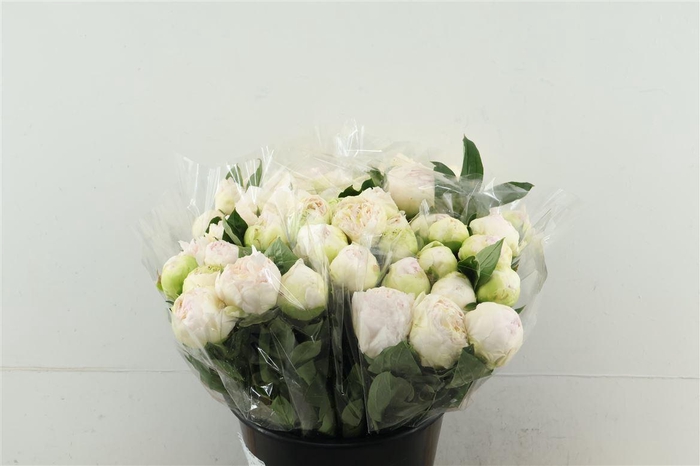 <h4>Paeo L Brother Chuck 45cm</h4>