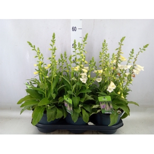 Digitalis purp. 'Hanabee White'