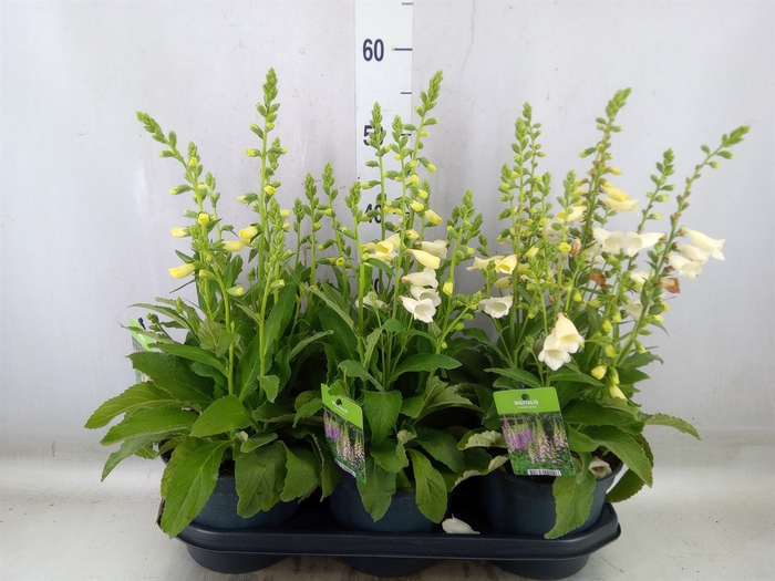 <h4>Digitalis purp. 'Hanabee White'</h4>