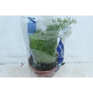 ASPARGO ALFINETE C21