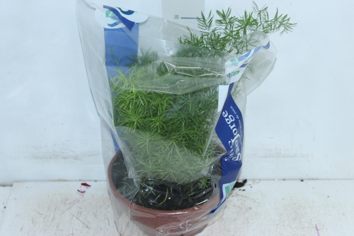 <h4>ASPARGO ALFINETE C21</h4>