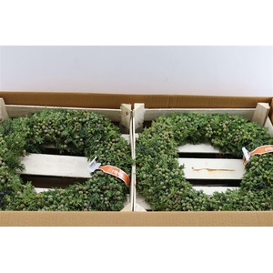 Wr Sierfruit Juniperus 40cm ( Melli)