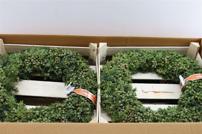 <h4>Wr Sierfruit Juniperus 40cm ( Melli)</h4>