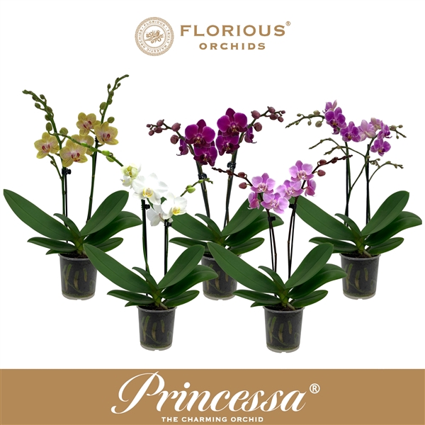 <h4>No9 Phalanopsis 2 Tak Mix</h4>
