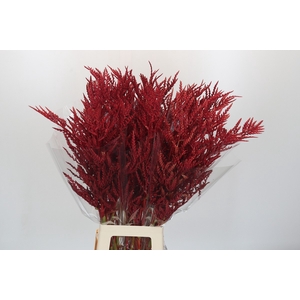 Bromelia Red Paloma