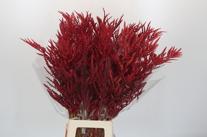 <h4>Bromelia Red Paloma</h4>