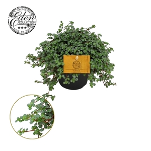 Pilea Glauca 12cm