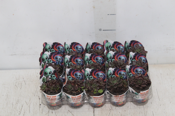<h4>SUCULENTAS SINOCRASSULA INDICA P06</h4>