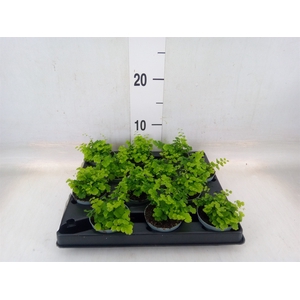 Adiantum raddi. 'Fritz-Luthi'