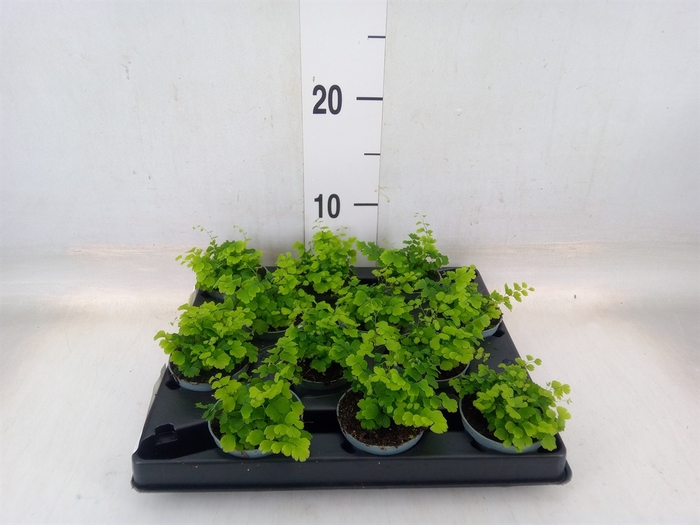 <h4>Adiantum raddi. 'Fritz-Luthi'</h4>