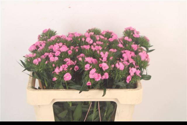 <h4>DI BARB EARL BRE</h4>