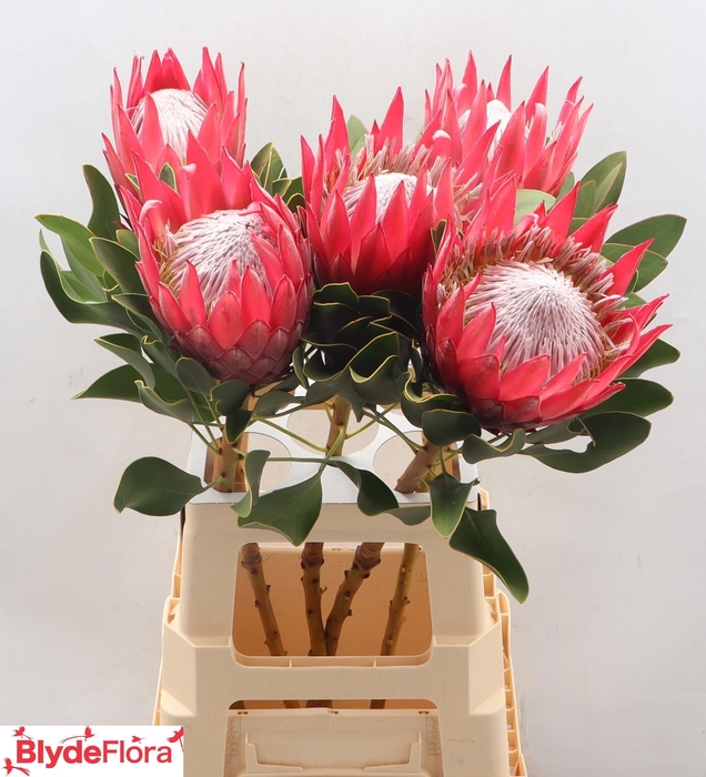 <h4>PROTEA CY MADIBA</h4>