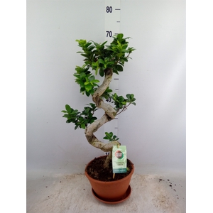 Ficus microcarpa 'Ginseng'