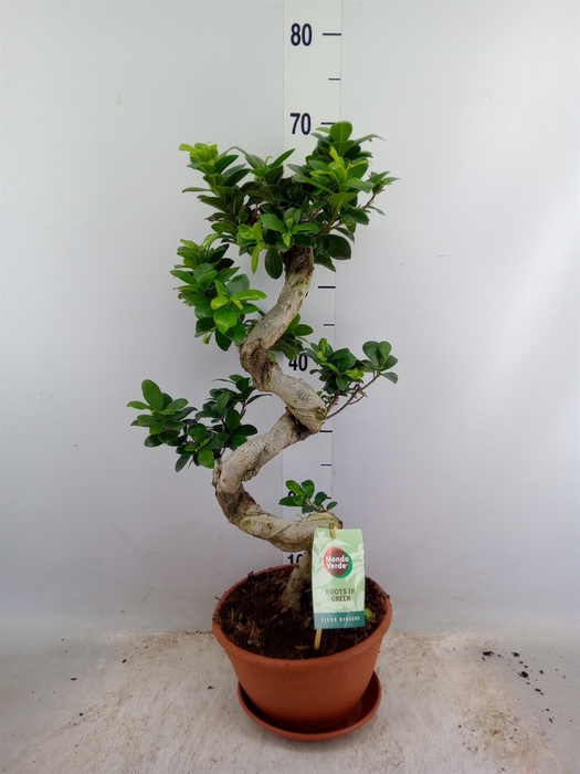 <h4>Ficus microcarpa 'Ginseng'</h4>