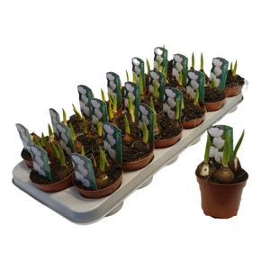 arr8 Tulp Calcary White