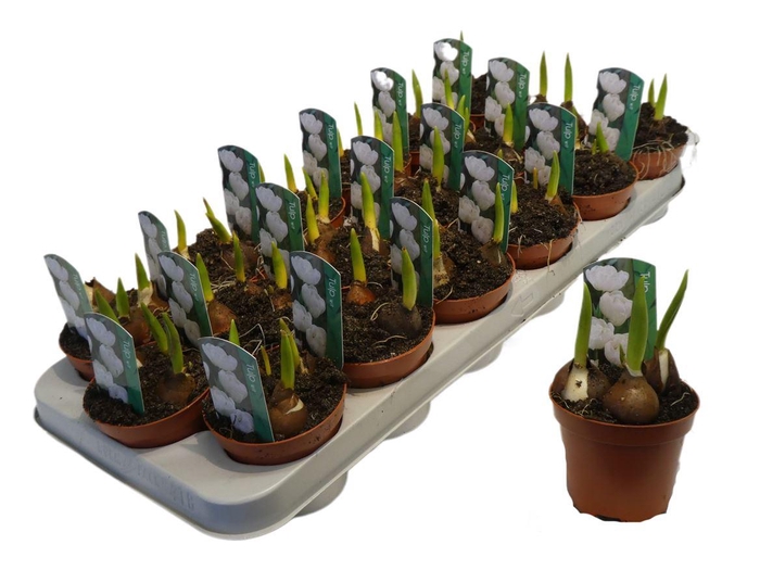 <h4>Tulp Wit/ Calcary</h4>