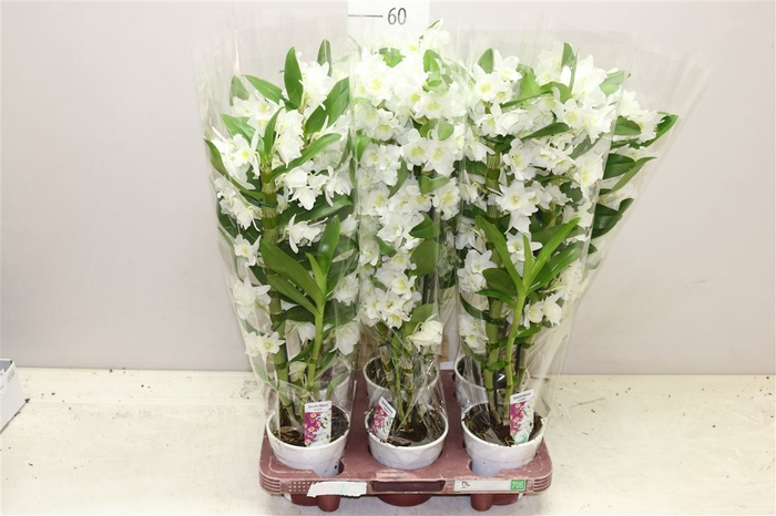 <h4>Dendrobium Nobilee Wit 2 Tak</h4>