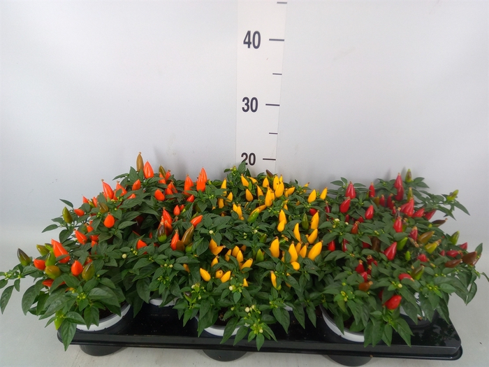 <h4>Capsicum annuum 'Favorit'   ...mix</h4>