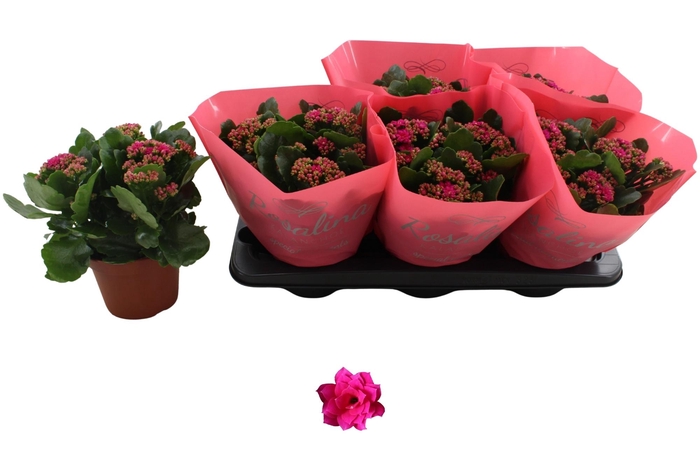 <h4>Kal Ge Don Victorio</h4>