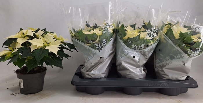 <h4>EUPHOR P ALASKA</h4>