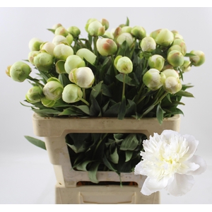 PAEO L DUCHES D NEMO