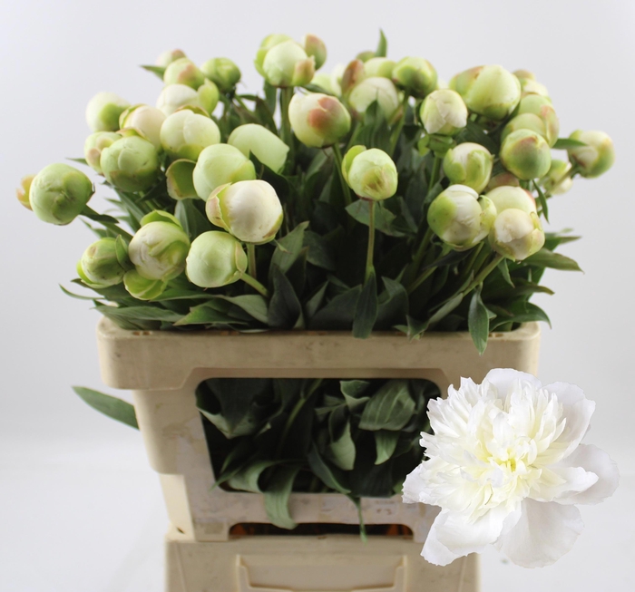 <h4>PAEO L DUCHES D NEMO</h4>