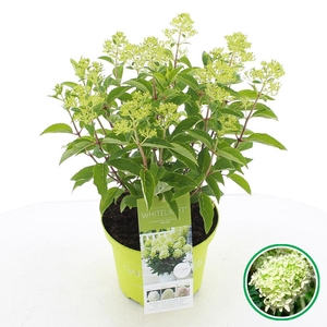 Hydrangea pan. 'Whitelight'® C5 (23cm.) Kn.