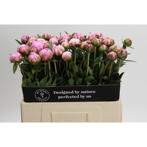Paeonia Sarah Bernhardt