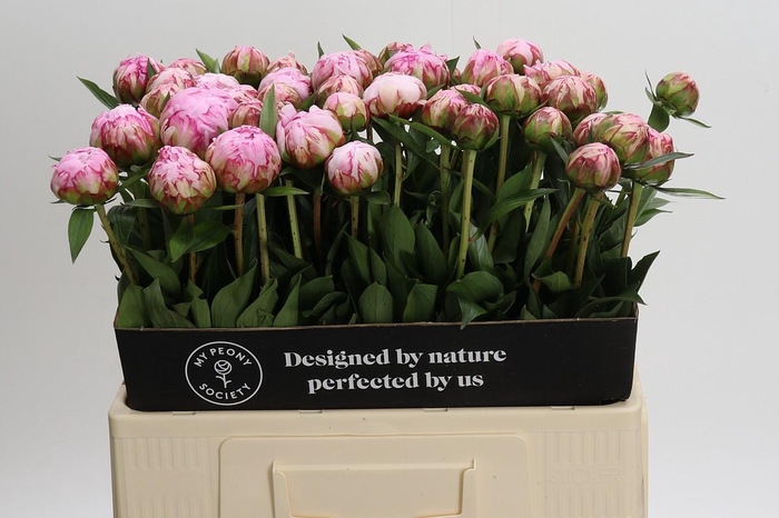 <h4>Paeonia Sarah Bernhardt</h4>