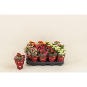Kalanchoe gevuld gemengd 5klr.