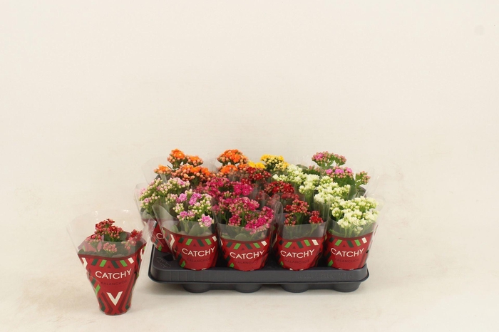 <h4>Kalanchoe gevuld gemengd 5klr.</h4>