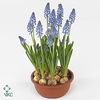 Muscari Big Smile