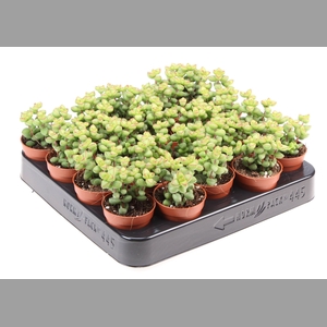 Crassula marnieriana