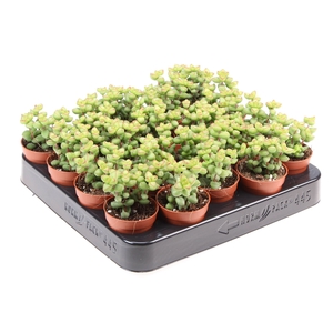 Crassula marnieriana