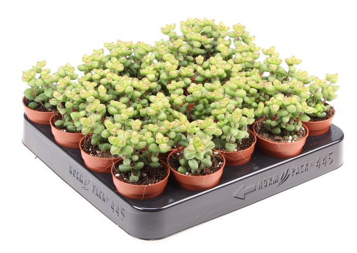 <h4>Crassula marnieriana</h4>