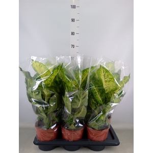 Dieffenbachia  'Mars'