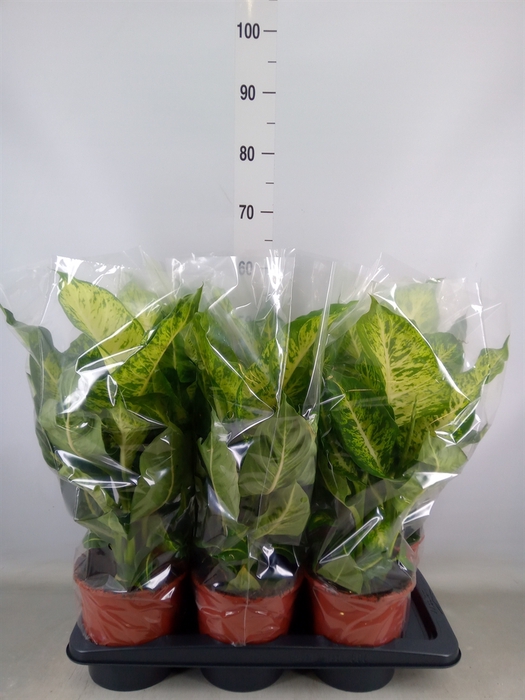 <h4>Dieffenbachia  'Mars'</h4>