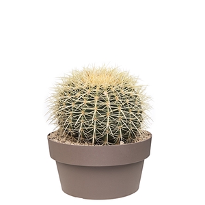 ECHINOCACTUS GRUSONII- POT Ø 25- (CACTUS)