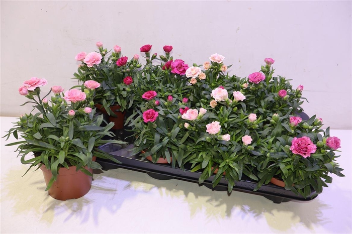 <h4>Dian Osc Gem</h4>