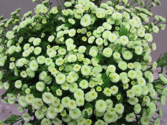 <h4>Tana Pa Rio Sweet Groen</h4>