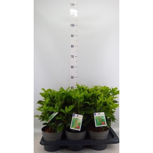 Aucuba japonica 'Rozannie'