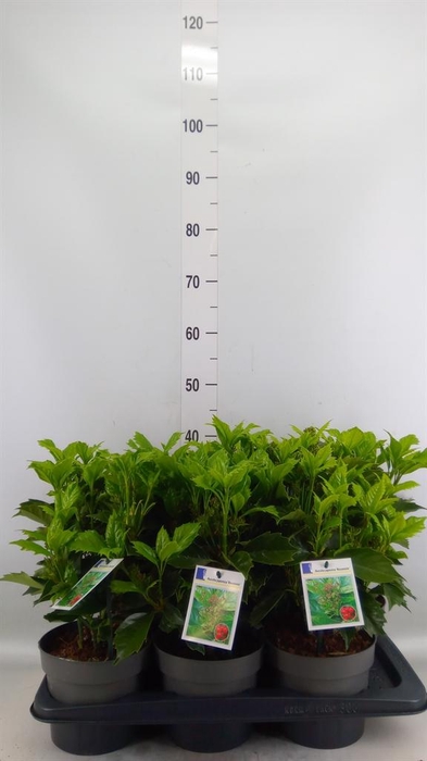 <h4>Aucuba japonica 'Rozannie'</h4>