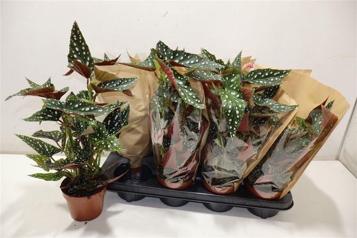 <h4>arr8 Beg Ma Spotl Green</h4>