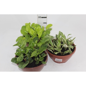 PEPEROMIA VARIADO C21