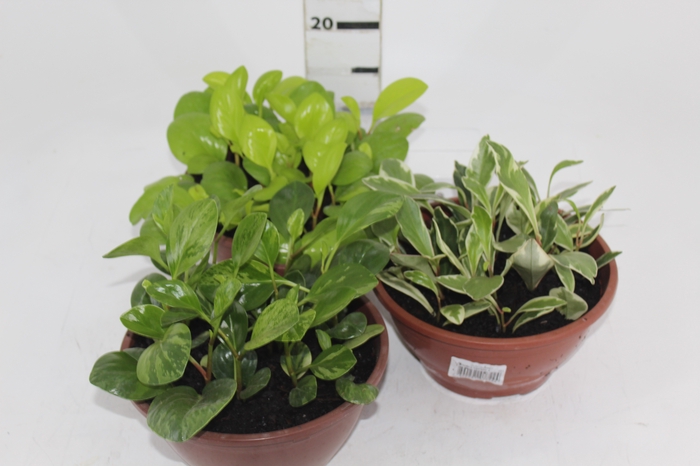 <h4>PEPEROMIA VARIADO C21</h4>