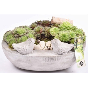 Cement voederschaal 25x16cm