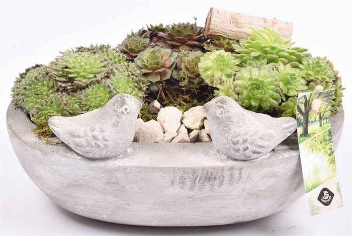 <h4>Cement voederschaal 25x16cm</h4>